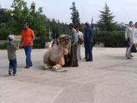 20050430_322_Israel_W._Jerusalem_The_Angry_Camel_005